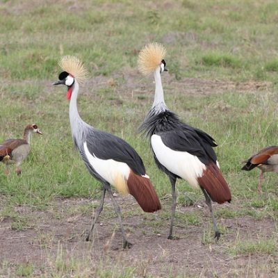 crested crane