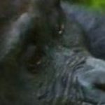 cropped-cropped-cropped-cropped-cropped-cropped-cropped-cropped-cropped-gorillas-1.jpg