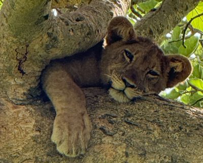 Tree climbing lions & wilderness game drives at Queen Elizabeth park, Uganda, Africa Queen Elizabeth safari park