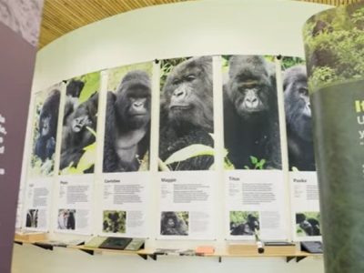 Rwanda luxury & affordable Gorilla trekking & wild safari