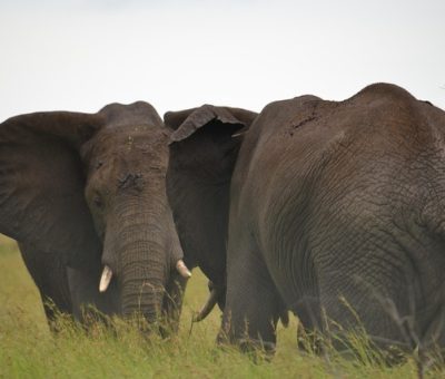 elephants in the African savannah wilderness Chimpanzee trekking on Africa safari tours