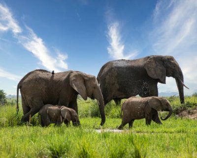 Best gorilla trekking safari packages