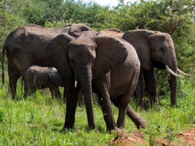 elephants young Elephant in playful mood at Murchinson falls national park beside the White nile river