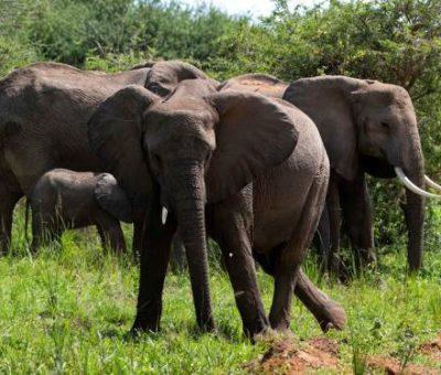 young Elephant in playful mood at Murchison falls national park beside the White nile river young Elephant in playful mood at Murchison falls national park beside the White nile river