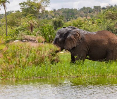 Old Elephant Bull munching shoreline grass at Lake Akagera aka Lake Hago, East Rwanda, Africa