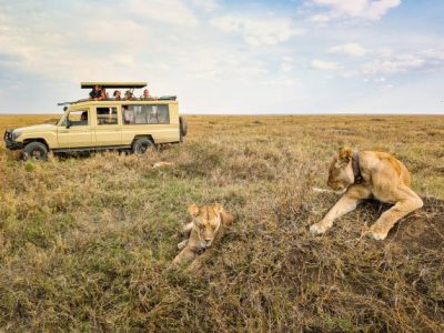 Safari travelers watching two lionesses lounging amid golden grasslands capturing wild predator interaction in natural habitat