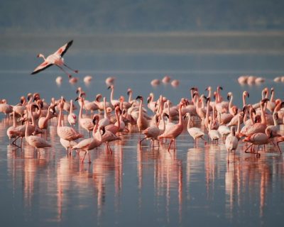 7 days wildlife itinerary