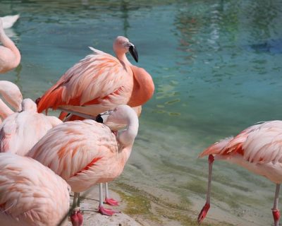 flamingos