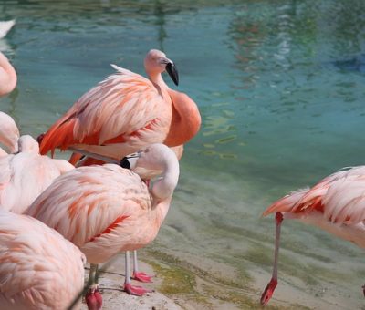 flamingos at lake Nakuru in Kenya, East Africa flamingos at lake Nakuru in Kenya, East Africa