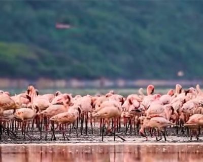 Flamingos Flamingos