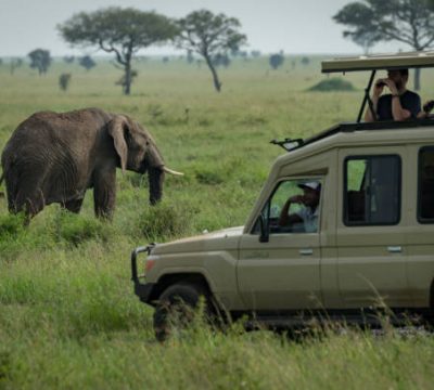 African elephant grazes in savannah behind jeep Tanzania wildlife tours and holidays