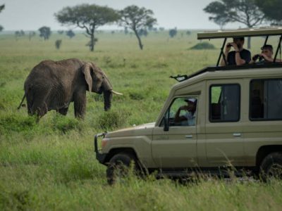 African elephant grazes in savannah behind jeep Best gorilla trekking safari packages