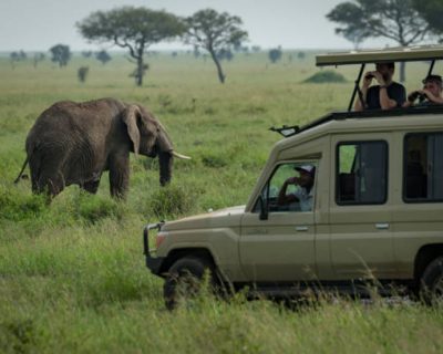 African elephant grazes in savannah grassland Summer holidays- African elephant grazes in savannah behind jeep