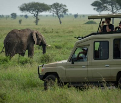African elephant grazes in savannah behind jeep