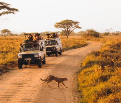 tourists have safari road trip tour by 4X4 vehicles in the wild African savannah, and enjoying the bright dramatic sunset above the picturesque landscape from the car, looking at family of cheats crossing the car road