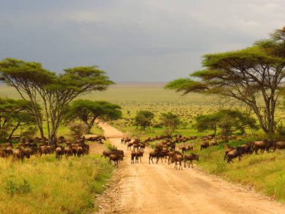 Serengeti plains Tanzania Africa wildebeest migration animals wildlife safari trees road grass
