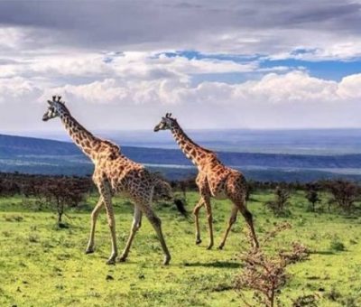 giraffes Ngoro