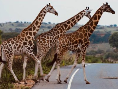 Best gorilla trekking safari packages