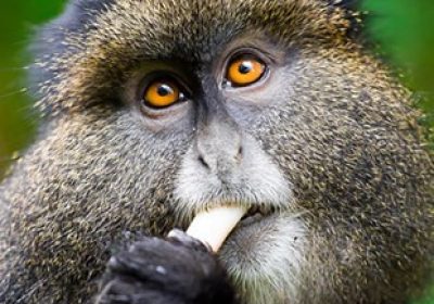 golden monkeys tracking,