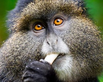 golden monkeys tracking, golden monkeys tracking,