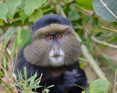 Golden Monkey in Volcanoes National Park, Rwanda