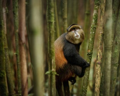 Wild and very rare golden monkey in the bamboo forest. Unique and endangered animal close up in nature habitat. African wildlife. Beautiful and charismatic creature. Golden monkey.Cercopithecus kandti Gorilla trekking from USA