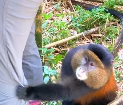 golden monkeys golden monkeys