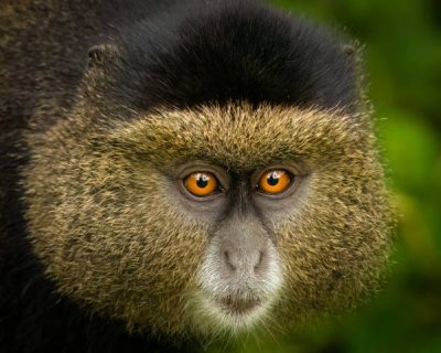 Golden Monkey in Rwanda Best gorilla trekking safari packages