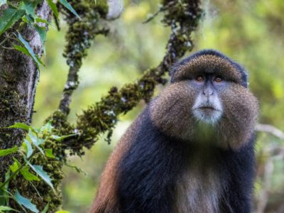 Golden Monkey in Mgahinga Gorilla National Park, Uganda Walking safaris at Lake Mburo national park