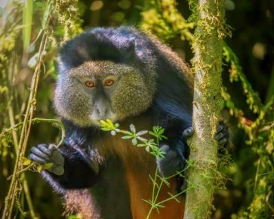 A rare view of the golden monkey in its natural habitat. His face and hands are visible, with its long fingers and nails clearly in view. Its eyes are a beautiful golden color. The animal is in a bamboo forest eating fresh, green vegetation.