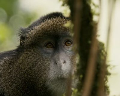 golden monkey tracking experiences Chimpanzee & golden monkey tracking safari