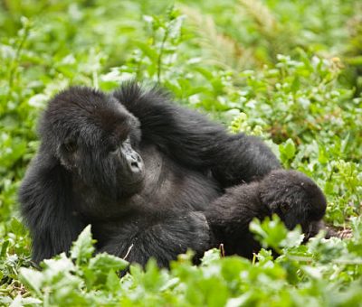 Mountain gorilla trekking gorilla families