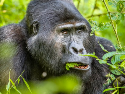 mountain gorillas, mountain gorillas,