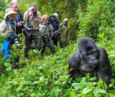 Mountain gorilla treks Mountain gorilla treks