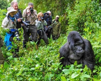Mountain gorilla trekking expeditions Gorilla trekking from Dubai/ Abu Dhabi/ U.A.E/ Asia