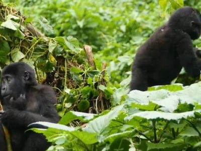 gorilla families. gorilla families.