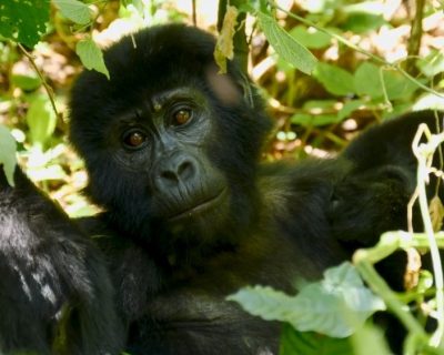 gorilla baby Gorilla trekking safaris in Uganda Vs Rwanda
