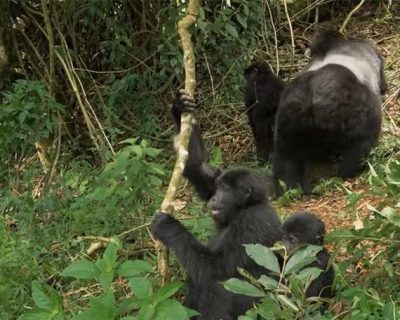 Gorilla family Gorilla trekking from Dubai/ Abu Dhabi/ U.A.E/ Asia