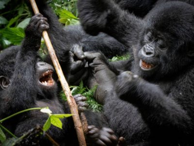 playful gorilla families Gorilla trekking from United Kingdom/ Europe/ Germany/ France/ Netherlands