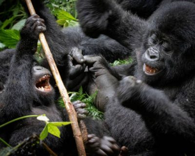 A pair of young mountain gorillas (Gorilla beringei beringei) playing around in Uganda’s Bwindi Impenetrable Forest. Water rafting experience at the River Nile
