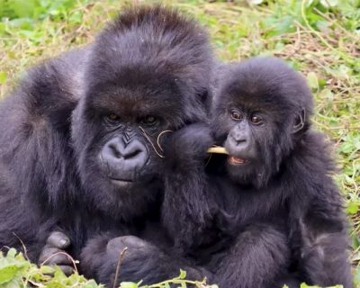 gorilla mother and baby Gorilla trekking from Egypt/ Cairo to Rwanda/ Uganda