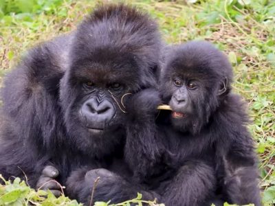gorilla mother & baby