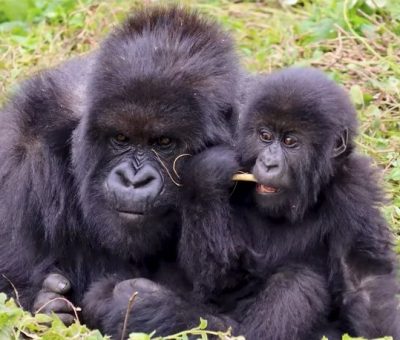 gorilla families on gorilla trekking tours in Uganda