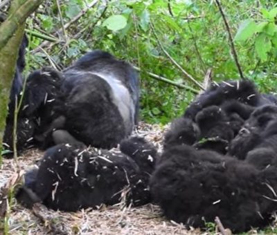 gorilla families