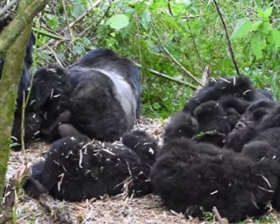 gorilla families on gorilla trekking tours in Uganda