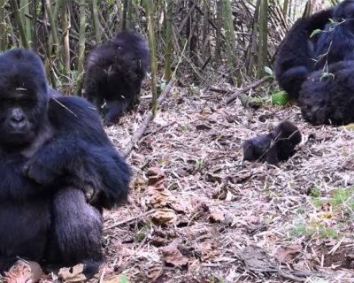 gorilla family trek gorilla family trek