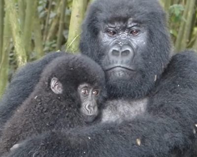 gorilla family