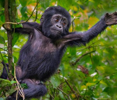 Baby mountain gorilla in Bwindi, Uganda, Africa Gorilla trekking from Scandinavia to Uganda/ Rwanda