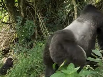 Gorilla family Gorilla trekking from Dubai/ Abu Dhabi/ U.A.E/ Asia
