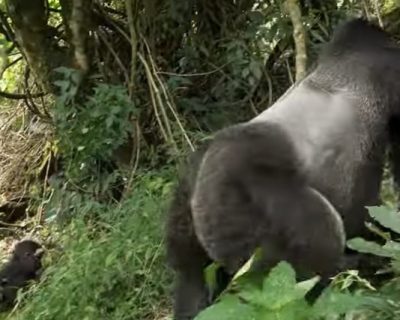 gorilla